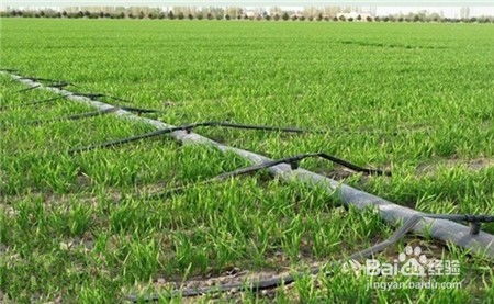 小麦春季首次肥水管理与软件开发 一个关于精准与流程的跨界思考